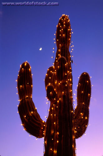 cactus christmas.jpg